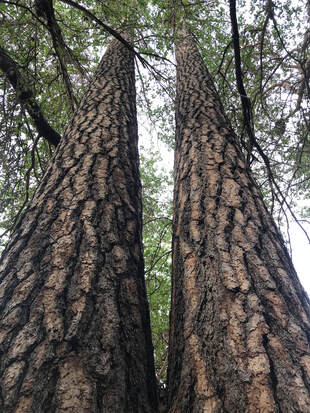 Sacred redwoods